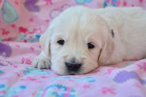 A dog on a colorful mat